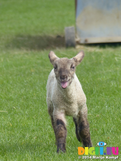 FZ004637 Little lamb pretending to be a dog